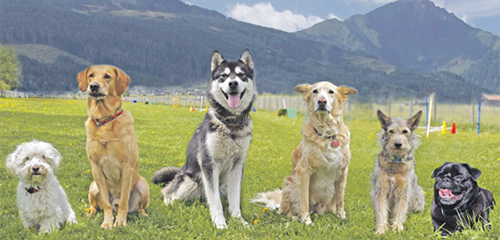 freie Hundeschule, Welpenkurs, Junghundekurs, MHU-Führerschein, Sachkundeunterricht