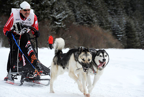 Freie Hundeschule Salzburg, Pinzgau, Pongau